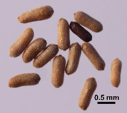 Hypericum pulchrum seeds.
 © Landcare Research 2010 